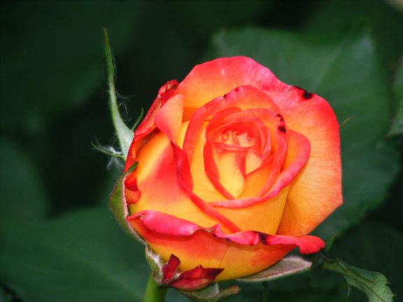 Madeleine photo 2013_06090077_zps713bcddf.jpg